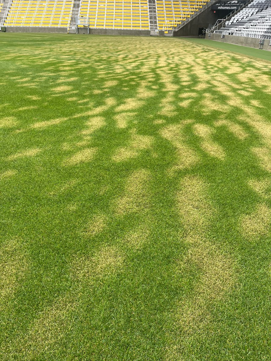 footyturf's tweet photo. @Easye201617 Samesies 😉 (uncovered during those ruthless temps/winds from a couple weeks ago). https://t.co/Kafx0cCFSE