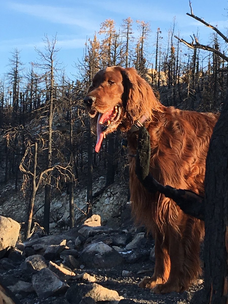 HashWagDogs's tweet photo. My Irish Setter Kobe had IBS all his life. Then I discovered lo carb, keto and his new diet cleared him right up.
#dogs #doghealth #ilovemydog https://t.co/7K3vhgRwIQ