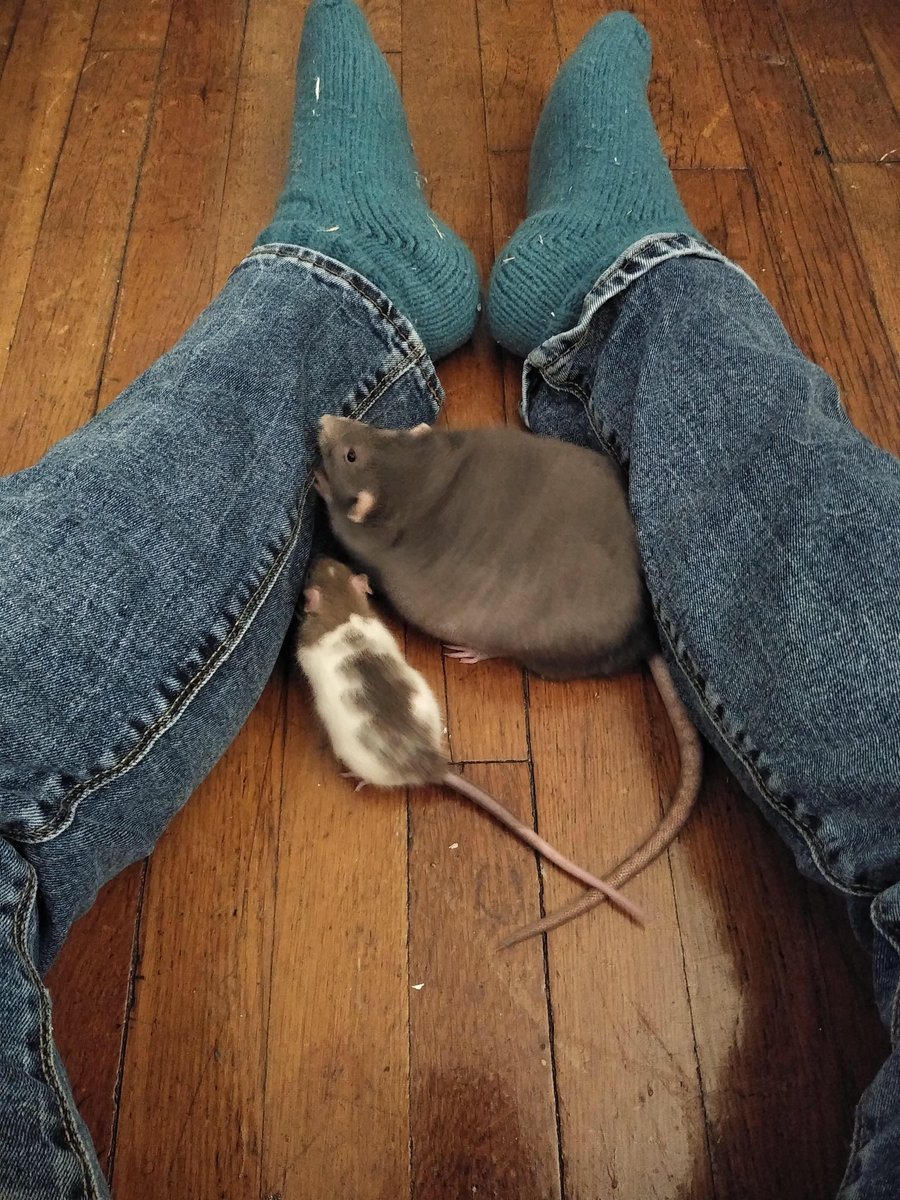 LegalizeRats's tweet photo. smol &amp; large https://t.co/eYKZBniHsq