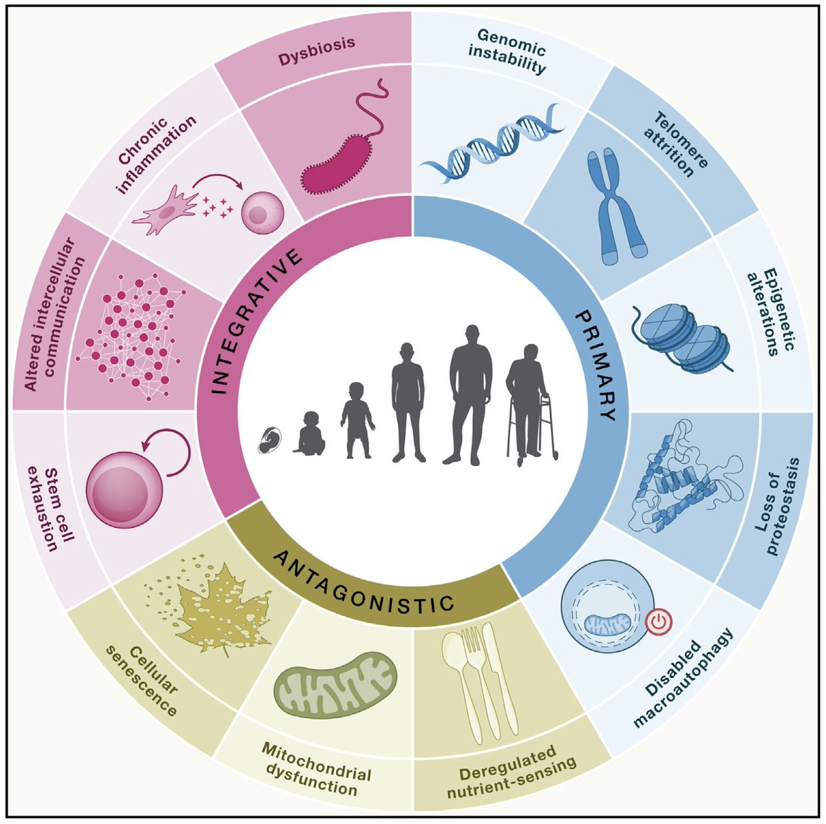 DocJZ's tweet photo. Excited to see two interesting reviews that discussed shared hallmarks of #aging and #cancer, and pointed out the importance of #microbiota &amp; #dysbiosis.

Hallmarks of aging: An expanding universe
https://t.co/yVaJON5zKq 
Meta-hallmarks of aging and cancer
https://t.co/qyoujQ9vQh https://t.co/W4DMWx9b75
