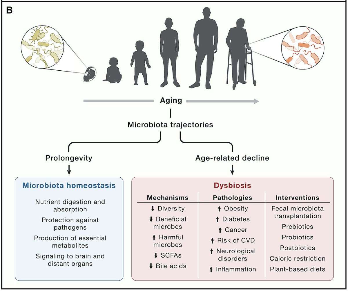 DocJZ's tweet photo. Excited to see two interesting reviews that discussed shared hallmarks of #aging and #cancer, and pointed out the importance of #microbiota &amp; #dysbiosis.

Hallmarks of aging: An expanding universe
https://t.co/yVaJON5zKq 
Meta-hallmarks of aging and cancer
https://t.co/qyoujQ9vQh https://t.co/W4DMWx9b75