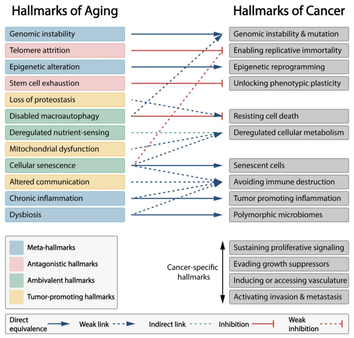 DocJZ's tweet photo. Excited to see two interesting reviews that discussed shared hallmarks of #aging and #cancer, and pointed out the importance of #microbiota &amp; #dysbiosis.

Hallmarks of aging: An expanding universe
https://t.co/yVaJON5zKq 
Meta-hallmarks of aging and cancer
https://t.co/qyoujQ9vQh https://t.co/W4DMWx9b75