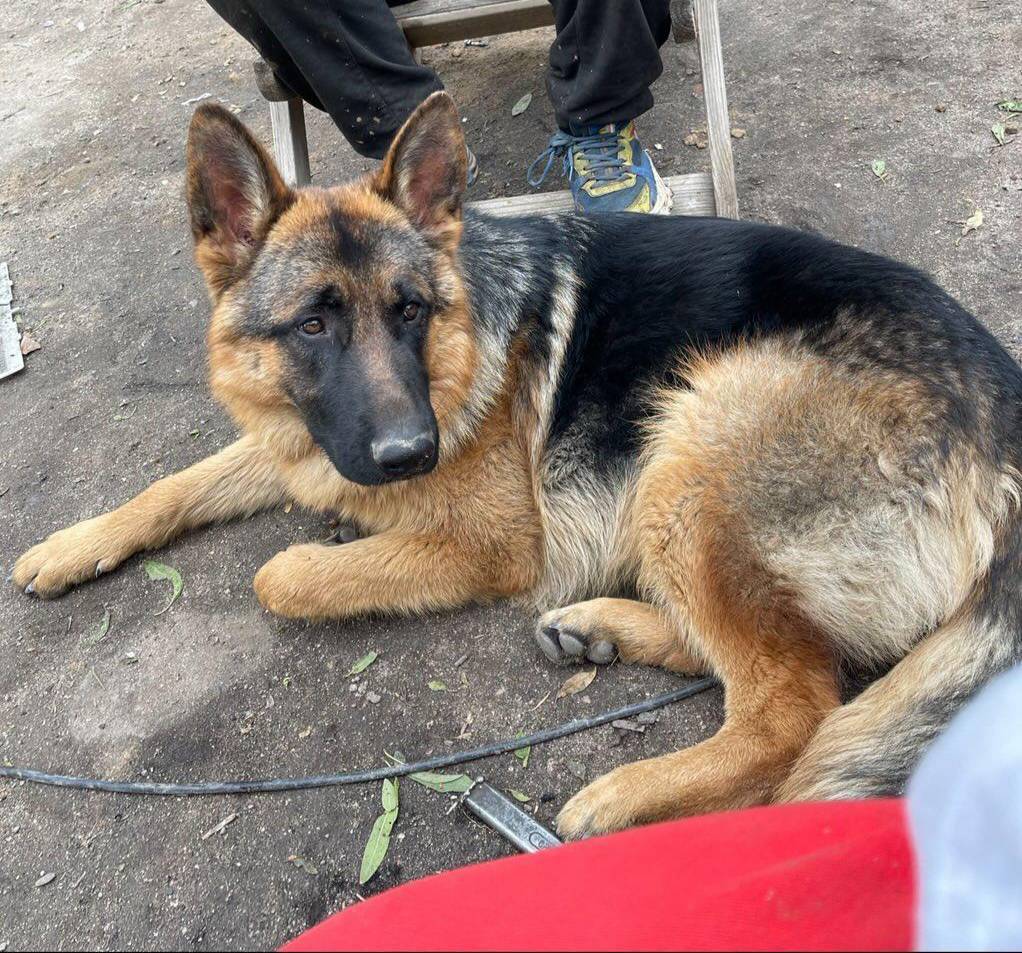 NuevaVidaAdop's tweet photo. ⭕️DIFUSION EXTERNA 
#PastorAleman #perdido desde 21/10/22 en #Yeles, #Toledo
Su familia está desesperada,más de 2 meses sin ninguna noticia
Ofrecen recompensa
CONTACTO ☎️632270817
                             624815797 https://t.co/Z6pJLOuWGG