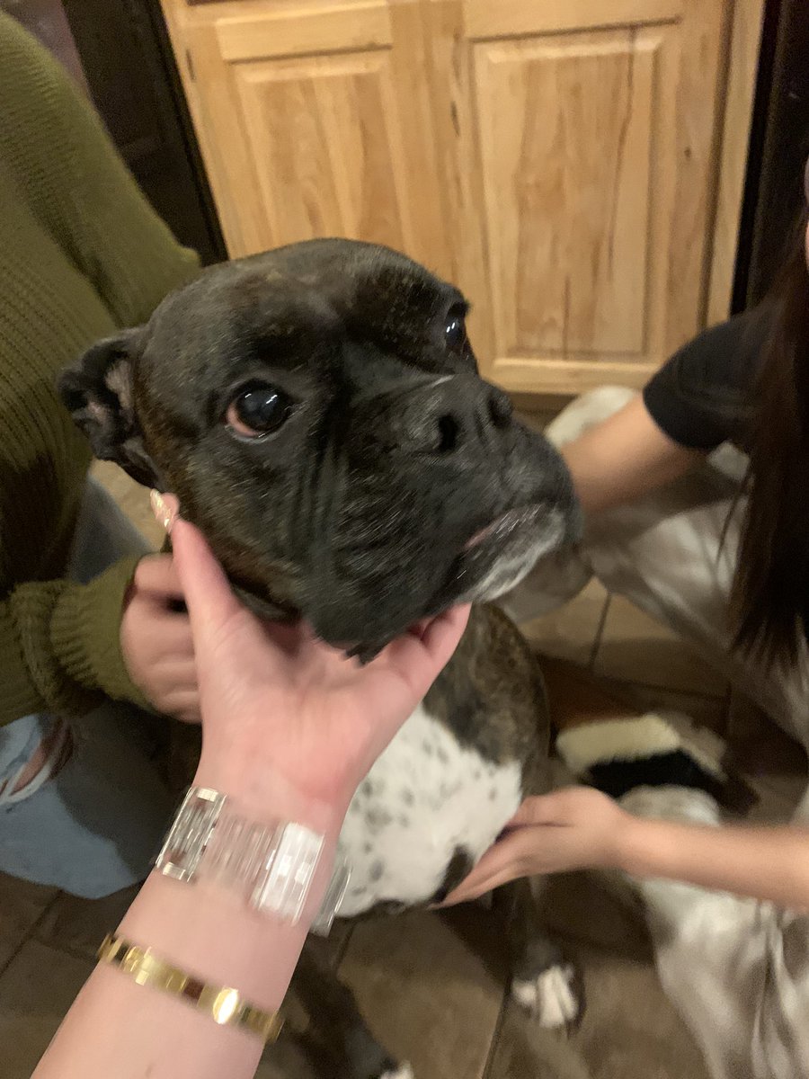 bre_masingale's tweet photo. this dog legit looks like @SamuelLJackson https://t.co/ETd1YvthvD