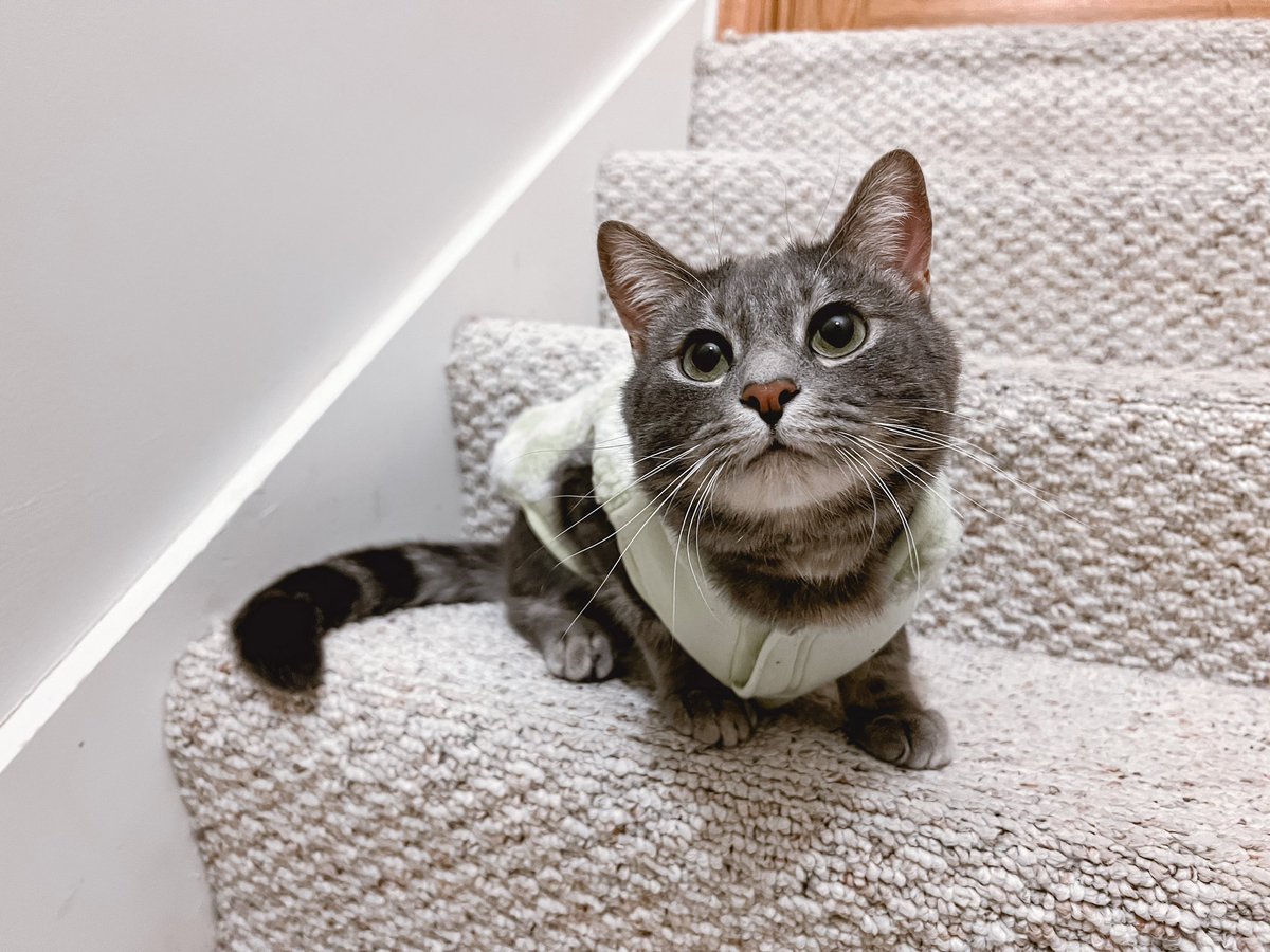 This is Poe. He is my son. You love him now.