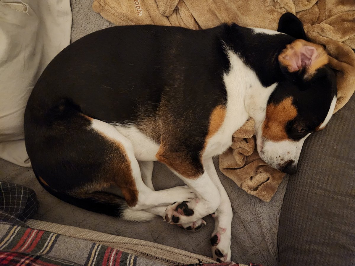 SaraNHHolm's tweet image. How my 🐶 feels about the 15th #speakervote @votesaveamerica @lindaholmes #teachnvchat