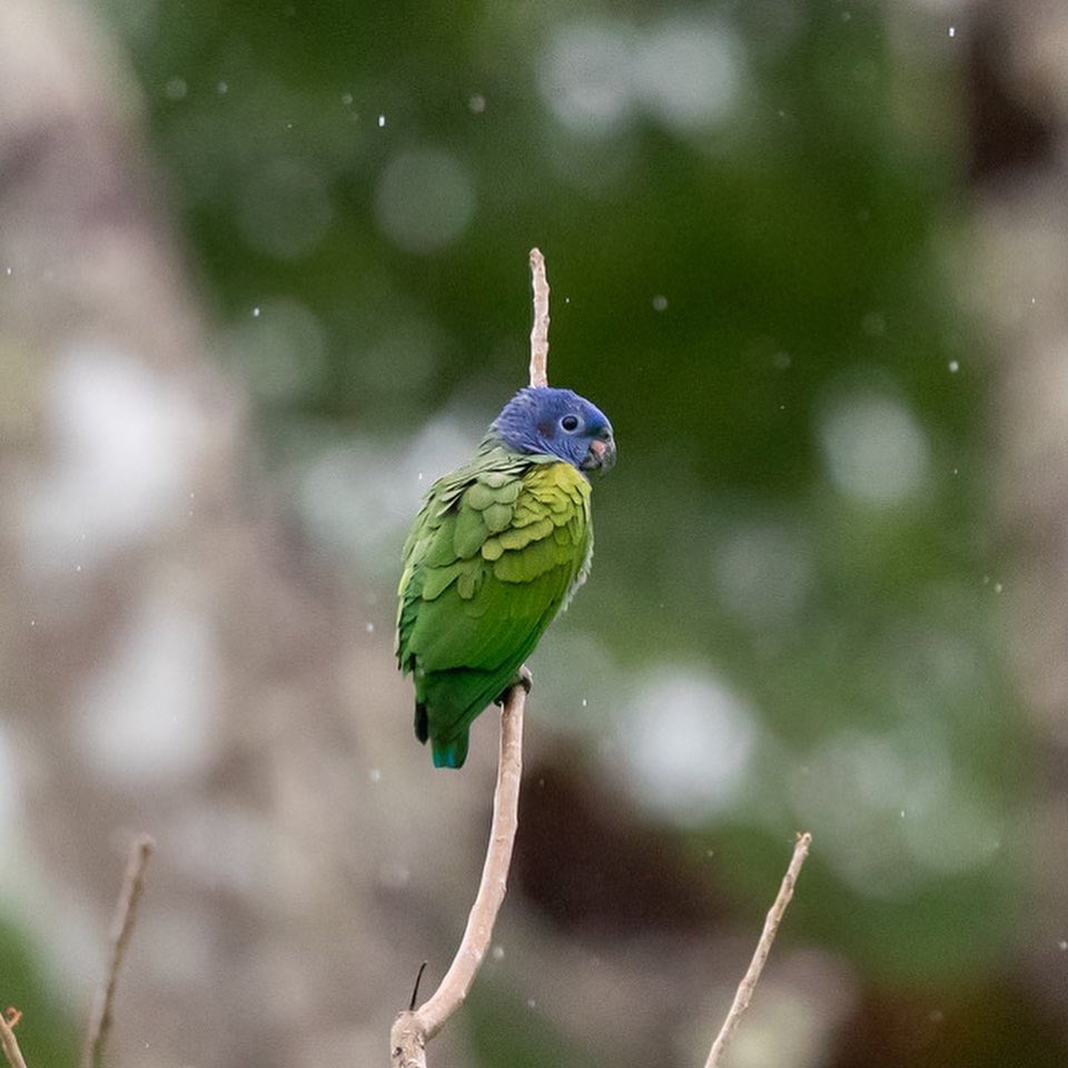 The Blue-headed #parrot is another beautiful neotropical bird that is common across the region. This one is beautifully described. Sapphire head perched on an emerald body. These birds were photographed in the rain making them even more delightful. #IndiAves #PanamaBirds