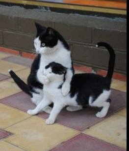 WhyNot_RESISTS's tweet image. Today&apos;s episode of #GOPClownShow 😂

#HouseofRepresentatives #McCarthyIsPathetic 
#Speakerofthehouse