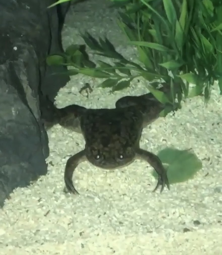 jeh_se's tweet photo. money is temporary, frog is forever https://t.co/esY00tVoDt