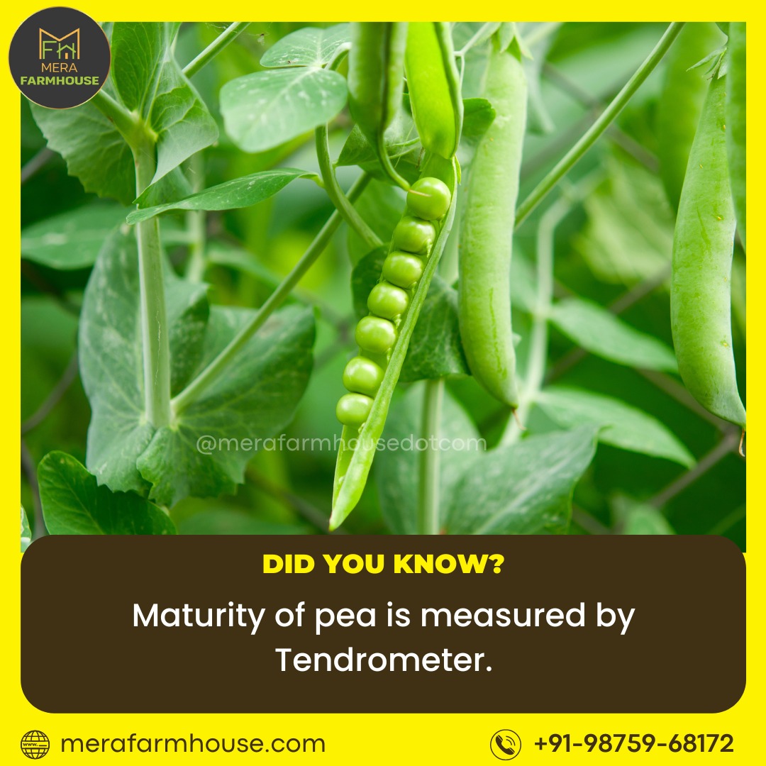 Did You know?

The maturity of peas is measured by Tendrometer.

#agrifacts #agriresearch #agrieducation #Agriculture #agritech #gattekisabzi #peas #Agriculture #peafarming #matarpaneer #countrylife #paratha #GreenPeas #food #foodlover