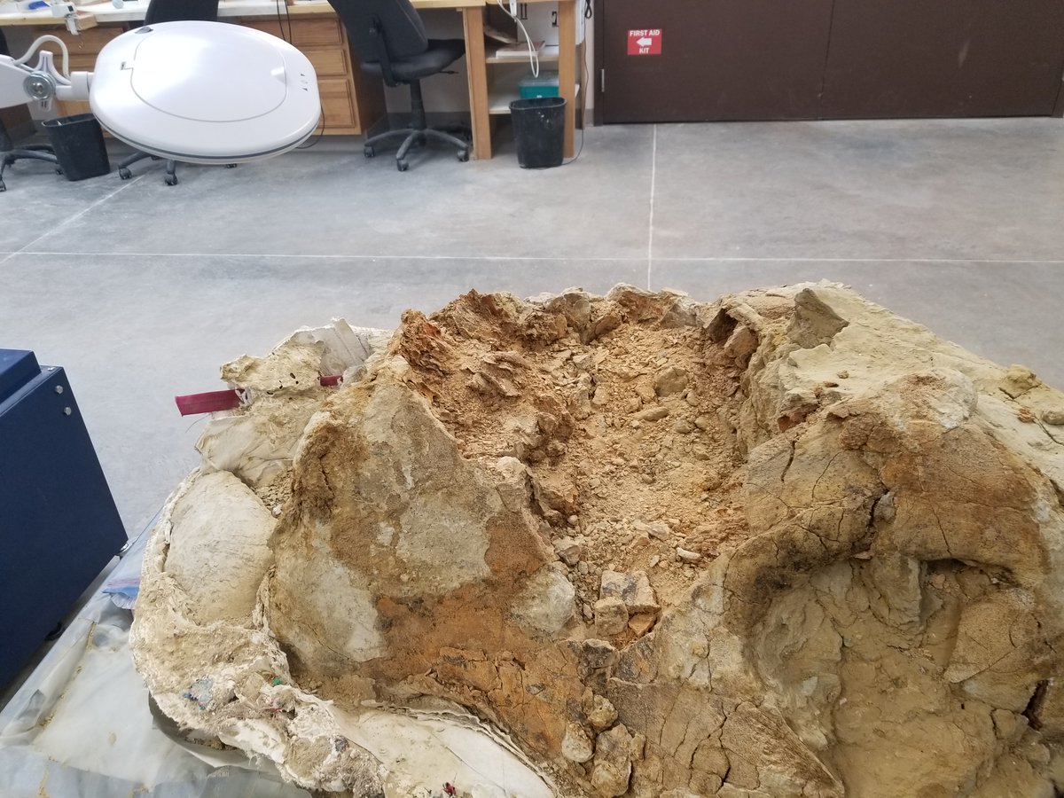 Inspire1Prods's tweet photo. #unl #archiemammoth #archie #Cenozoic #Mammoth #columbianmammoth #woollymammoth #hotspringssouthdakota #themammothsite #paleontologist #paleontology #scicomm #sciencecommunication #education #educationoutreach #iceage https://t.co/OFbBigmntc