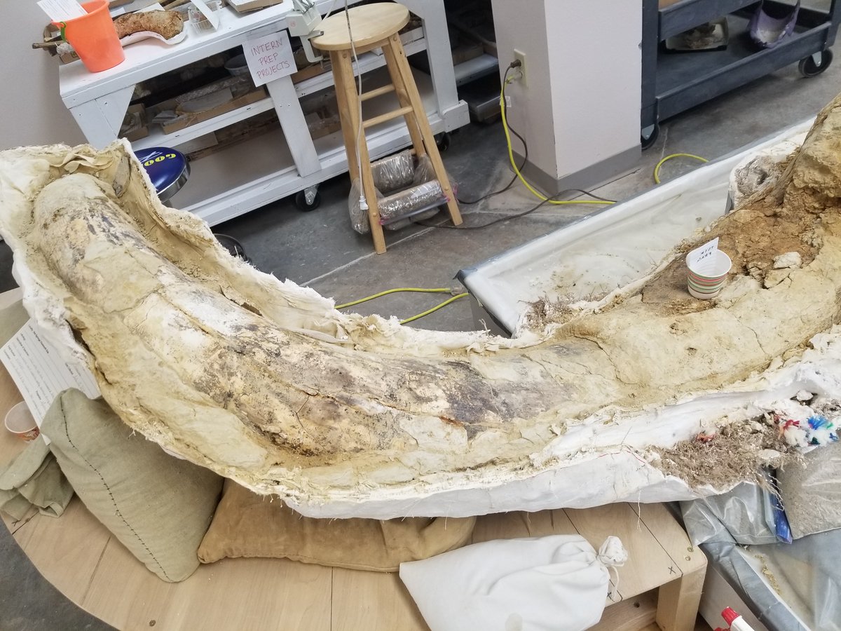 Inspire1Prods's tweet photo. #unl #archiemammoth #archie #Cenozoic #Mammoth #columbianmammoth #woollymammoth #hotspringssouthdakota #themammothsite #paleontologist #paleontology #scicomm #sciencecommunication #education #educationoutreach #iceage https://t.co/OFbBigmntc