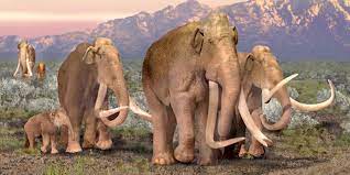 Inspire1Prods's tweet photo. For today’s fossil(s) Friday I thought I would cover an animal that is the state fossil of Nebraska but also once again has a history with both hosts Zach and Devra, the Mammoth.
Now while it is only stated as a mammoth the mascot of Nebraska is Archie who is a Columbian Mammoths https://t.co/wsqj70SvqR