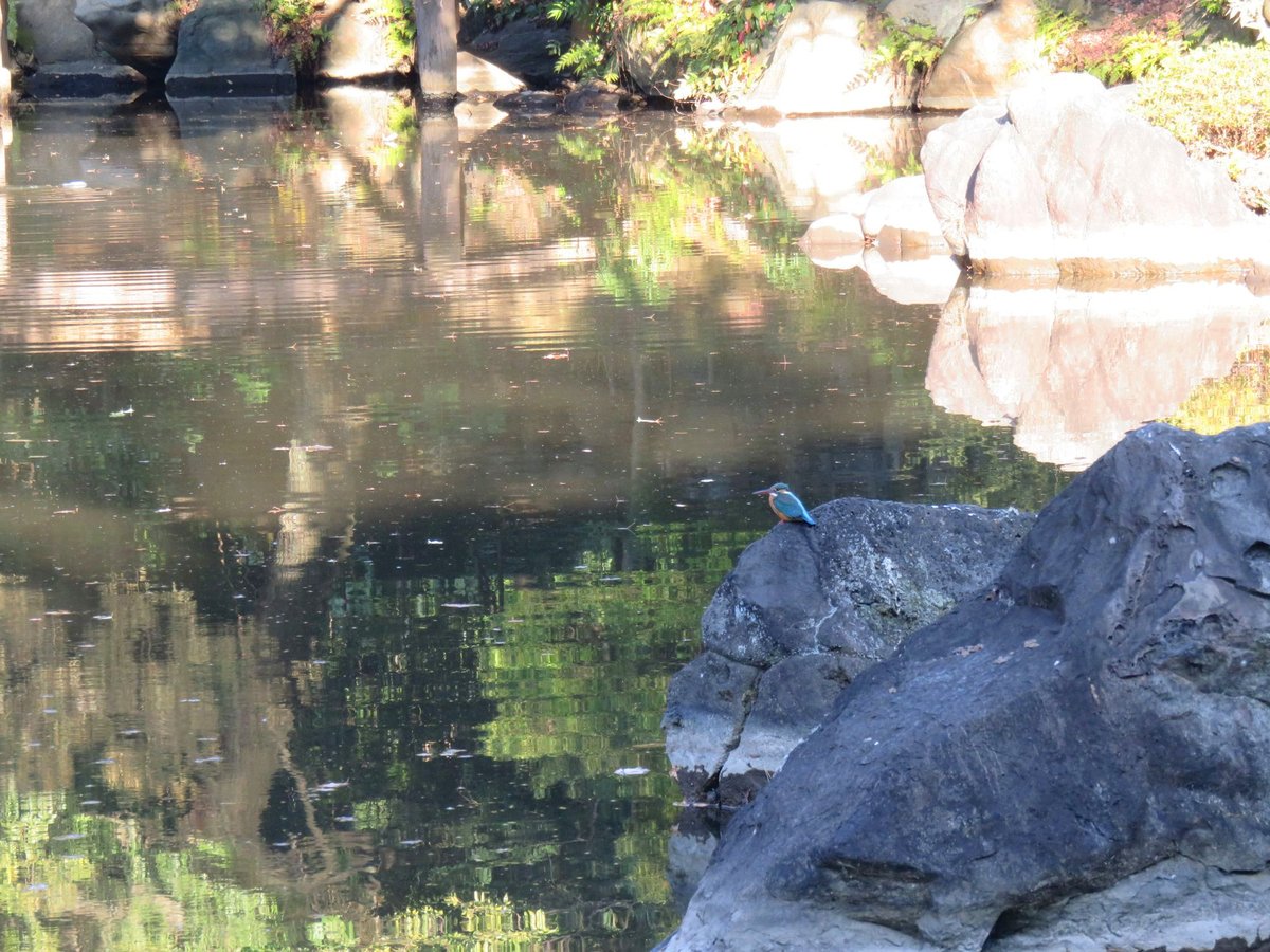 冬の庭園に彩りを添えるカワセミちゃん
#旧古河庭園　#翡翠　#カワセミ　＃ツイッターで楽しむ庭園