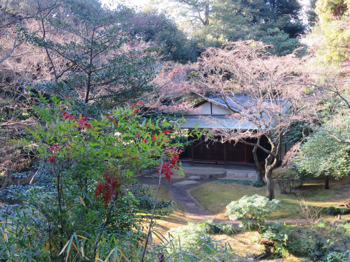 冬の庭園に彩りを添える南天
#旧古河庭園　#ナンテン　#南天　＃ツイッターで楽しむ庭園