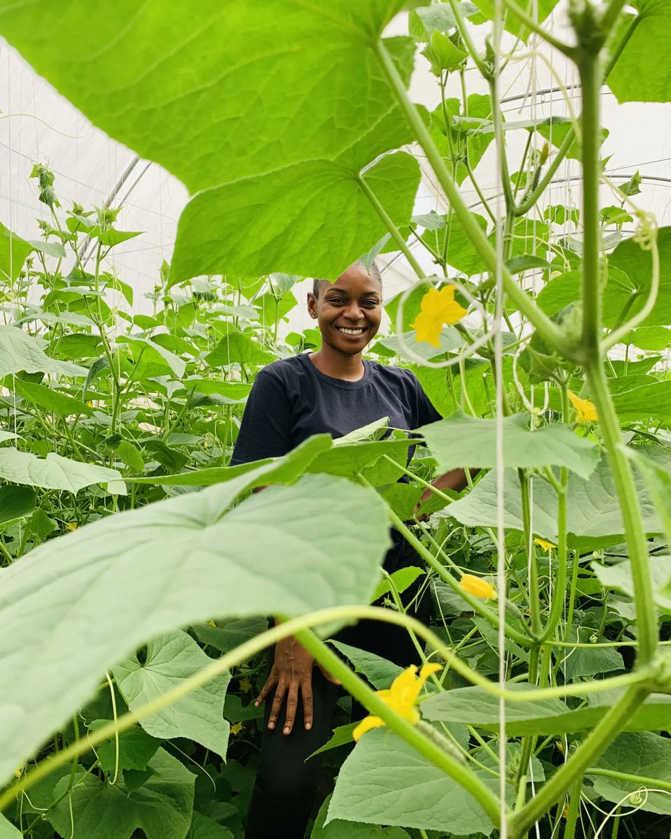 debowale_farms's tweet photo. Weekend Nugget 💡 

Success is a slow process but quitting will not speed it up 

#Agriculture #sweetcorn #screenhouse #bellpepper #womeninagric  #farmersinnigeria #farmersinogunstate #carrotsfarming #debowalefarms #yam #cucumber  #seedyam #farm https://t.co/UfTJtD8vgx
