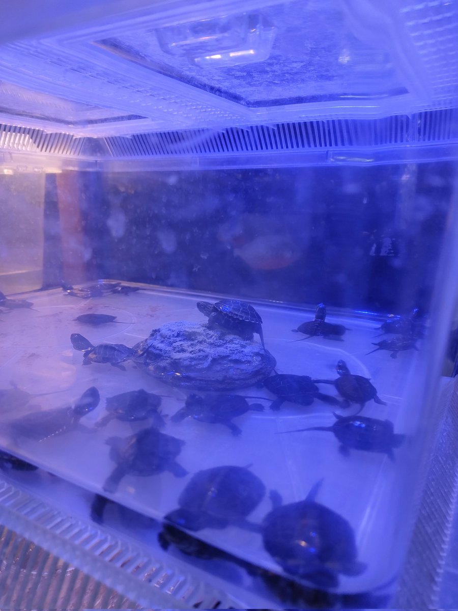 ペットショップにてクサガメのベビーを発見😆
#クサガメ