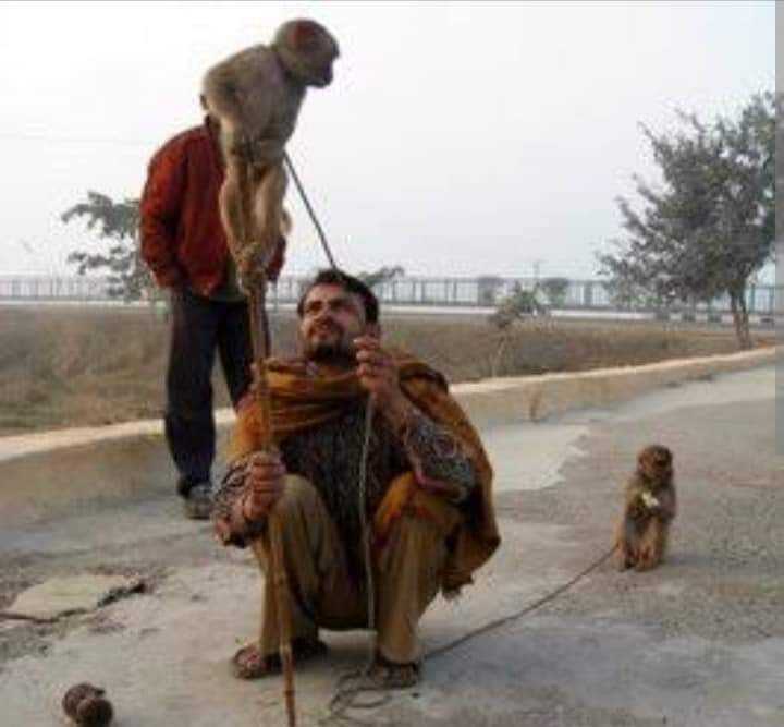 SASCAP1's tweet photo. The PCA Act is little known, outdated &amp; underenforced,with its penalties serving as no meaningful deterrent against cruelty to animals

Hira urges that real progress for animals in Pakistan will require provincial buy-in to ensure that any reforms are implemented across the board https://t.co/flD2ecI6yu