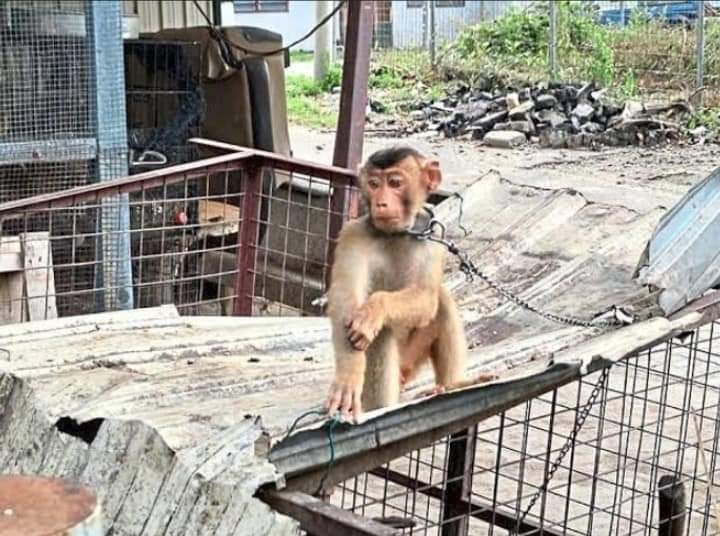 SASCAP1's tweet photo. ⚠️ Animals deserve protection by the law
Animals are skinned for their furs, hunted for sport, &amp; locked up in cages for the viewing pleasure of human beings

#savewildlife #wildlifeonearth #Pakistan #viralpost #wildlife #animalcruelty #animalcrueltyisacrime #animalrightsawareness https://t.co/wIzS4eeVIc