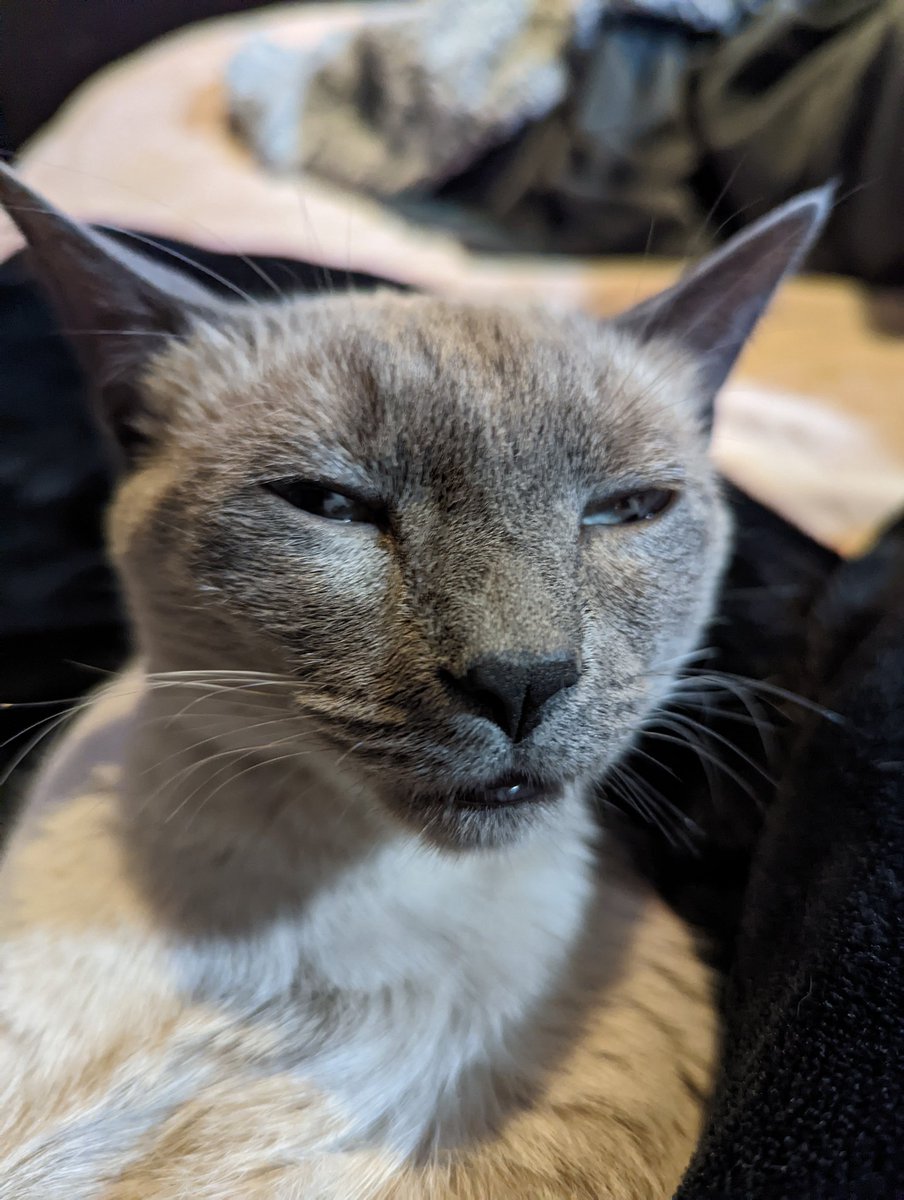 kbpell's tweet photo. @TFT I've never encountered a more devious rapscallion than Artemis. She is definitely scheming something, even when you think she's sleeping. https://t.co/xOjmOZ2Yv1