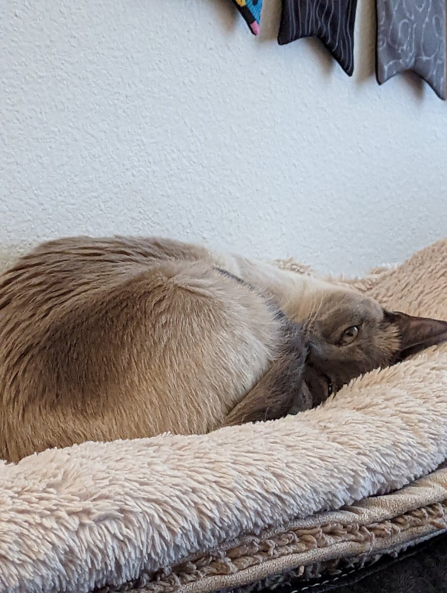 kbpell's tweet photo. @TFT I've never encountered a more devious rapscallion than Artemis. She is definitely scheming something, even when you think she's sleeping. https://t.co/xOjmOZ2Yv1