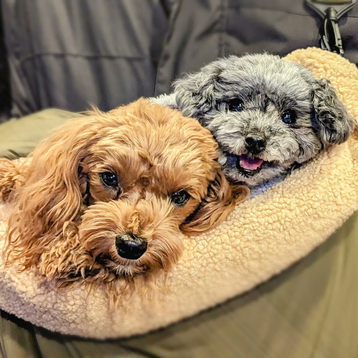 hapitan_marupu's tweet photo. ⁡⁡昨夜は新年最初の飲み活🐶🍻⁡
⁡くぅちゃんと茶々ちゃんと女子会よー🐶🎶⁡
⁡モフモフ見ながら🍻癒やされたー😍⁡
⁡⁡
#マルプー 
#ティーカップトイプードル #柴犬 ⁡
#いぬのいるしあわせ
#ワンコと乾杯🐶🍻 #飲み活✨ ⁡ https://t.co/zpT4XiaR3F
