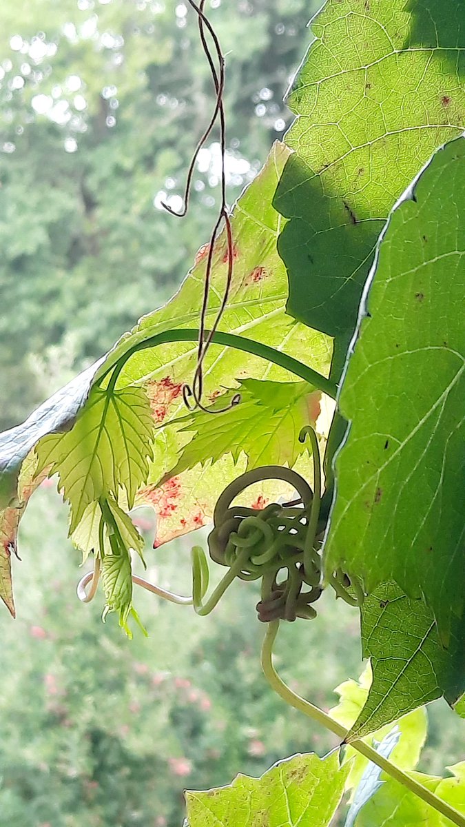 Day 7 #Gratitude January 2023

" Happiness was like a green vine spreading through her, stretching fine tendrils, bearing flowers through her flesh."

#newyear #gratitude #abundance #newyear #newbeginnings #tenweeks #incredibleyou #coach