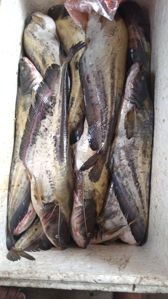 IkoOkoi's tweet photo. Ikan Tapah/tampahas Kalteng punya🤤🤤🤤🤤🤤 https://t.co/9ulCBzniIa