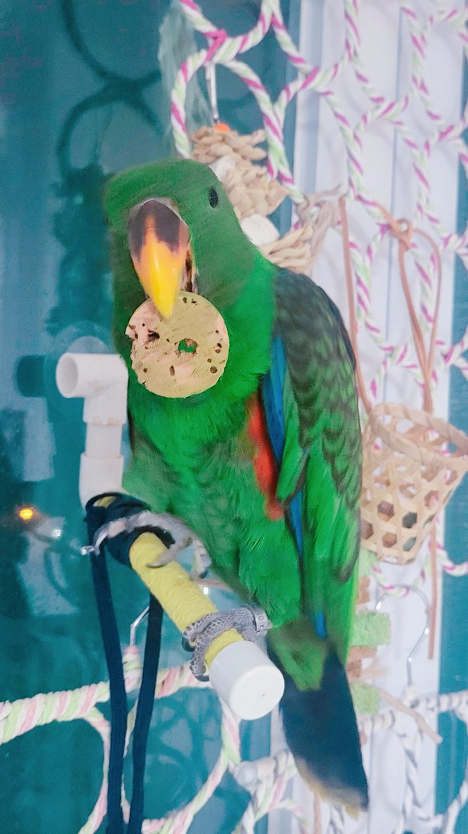 초기에는 장난감 막 샀는데 이제는 딱 피터가 좋아하는 재질만 사게 되는 요령이 생겼다. 코르크 얇은거 바구니에 여러개 넣어주니 꺼내면서 노는거 넘 귀여워!