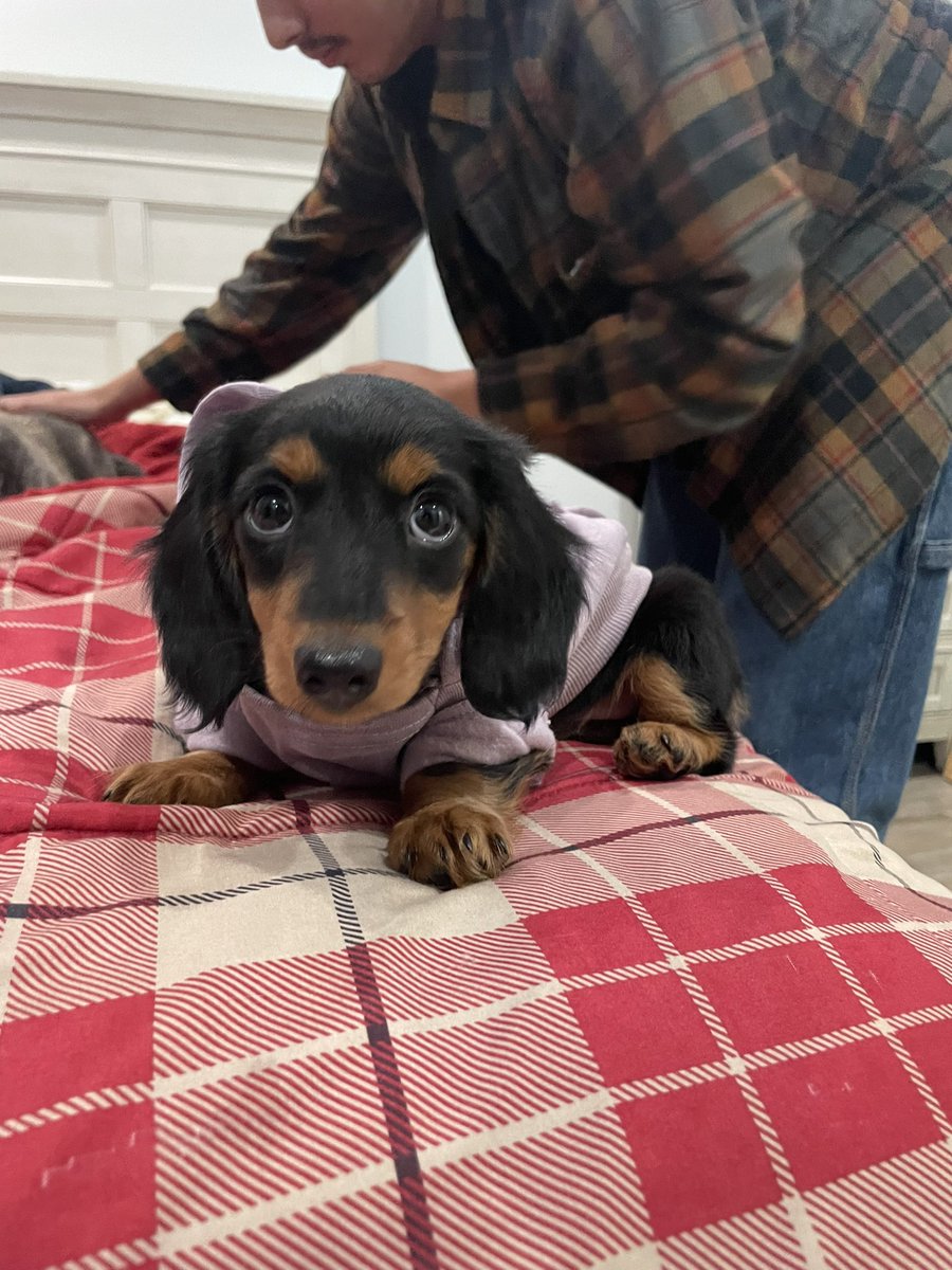 banasholyeye's tweet photo. our new baby rosie 💕💕💗 https://t.co/NqKF3Aa7cE