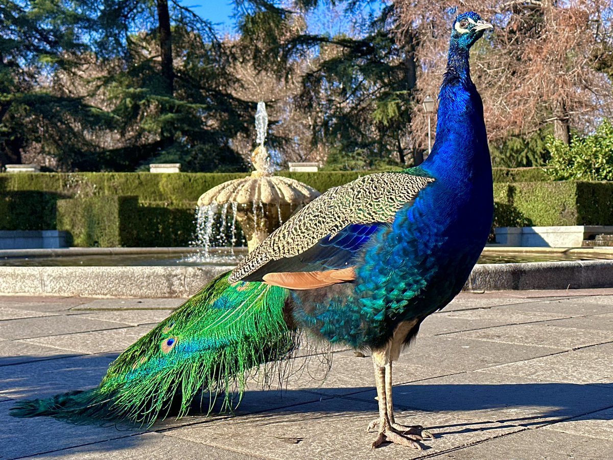 PFTO LABS- MINTING NOW tweet media