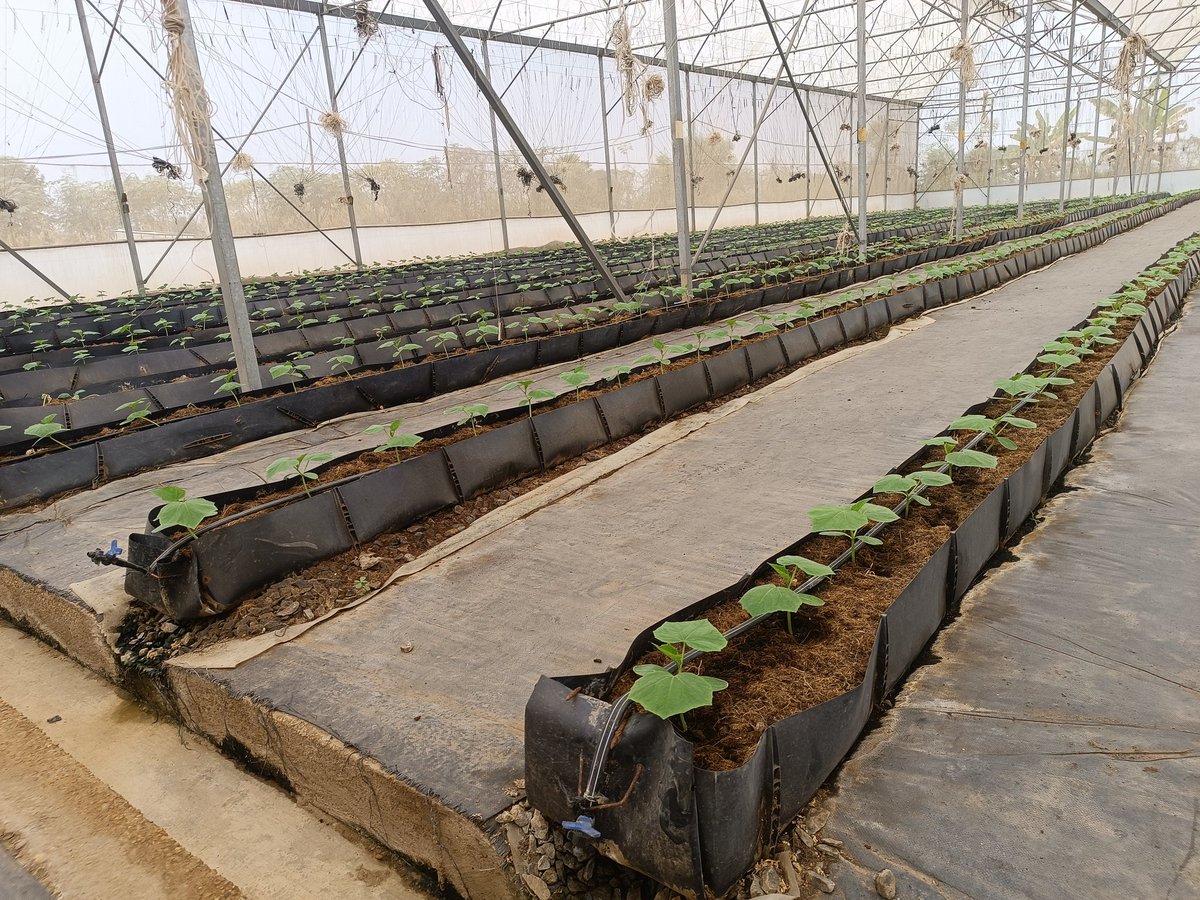 DefarmerAlex's tweet photo. 1 week old  cucumber plants.
3000 plants. Harvesting in 3 weeks hopefully. https://t.co/yOMPWvHtjR