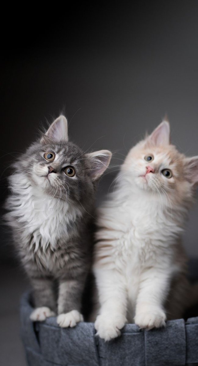 KEDİLER SİZİ NASIL KORUR?

youtube.com/watch?v=Vnhnkt…