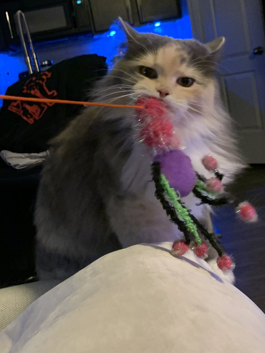 spicytunababy's tweet photo. @TFT ladies and gentleman 

dis my cat https://t.co/h0WrqbChcf