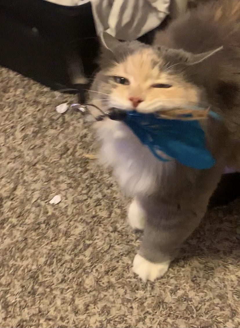 spicytunababy's tweet photo. @TFT ladies and gentleman 

dis my cat https://t.co/h0WrqbChcf