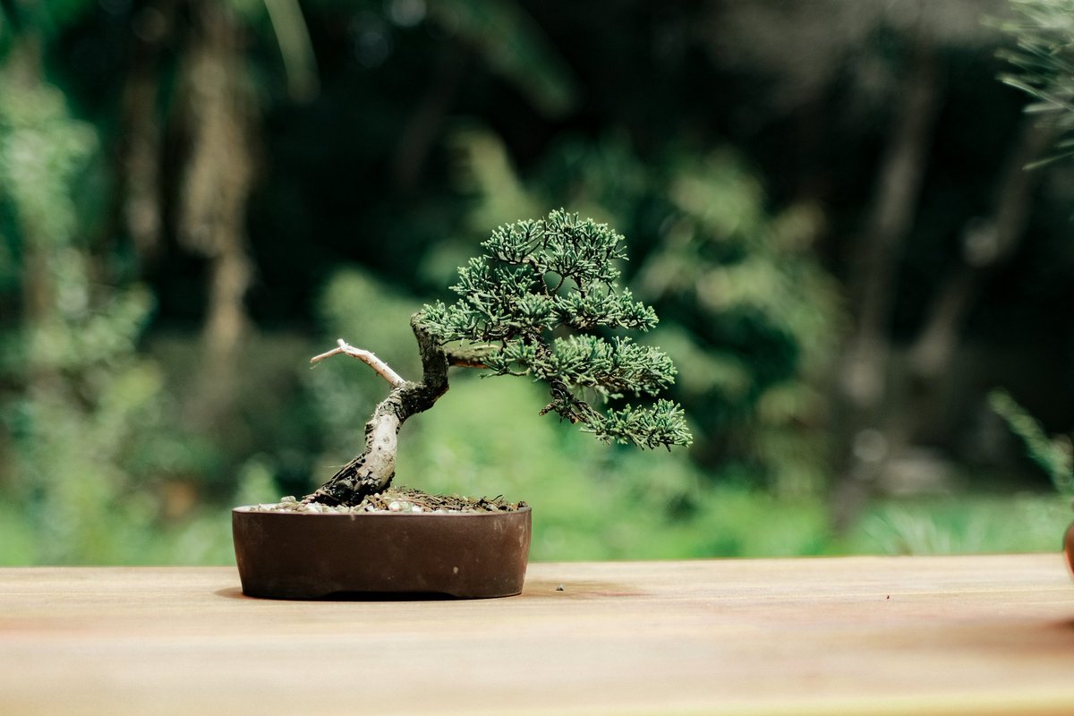 ceylon_premium's tweet photo. A shohin shimpaku juniper that I worked on today. A different pot is needed but it's coming along nicely. #bonsai https://t.co/nQvgcJbY2s