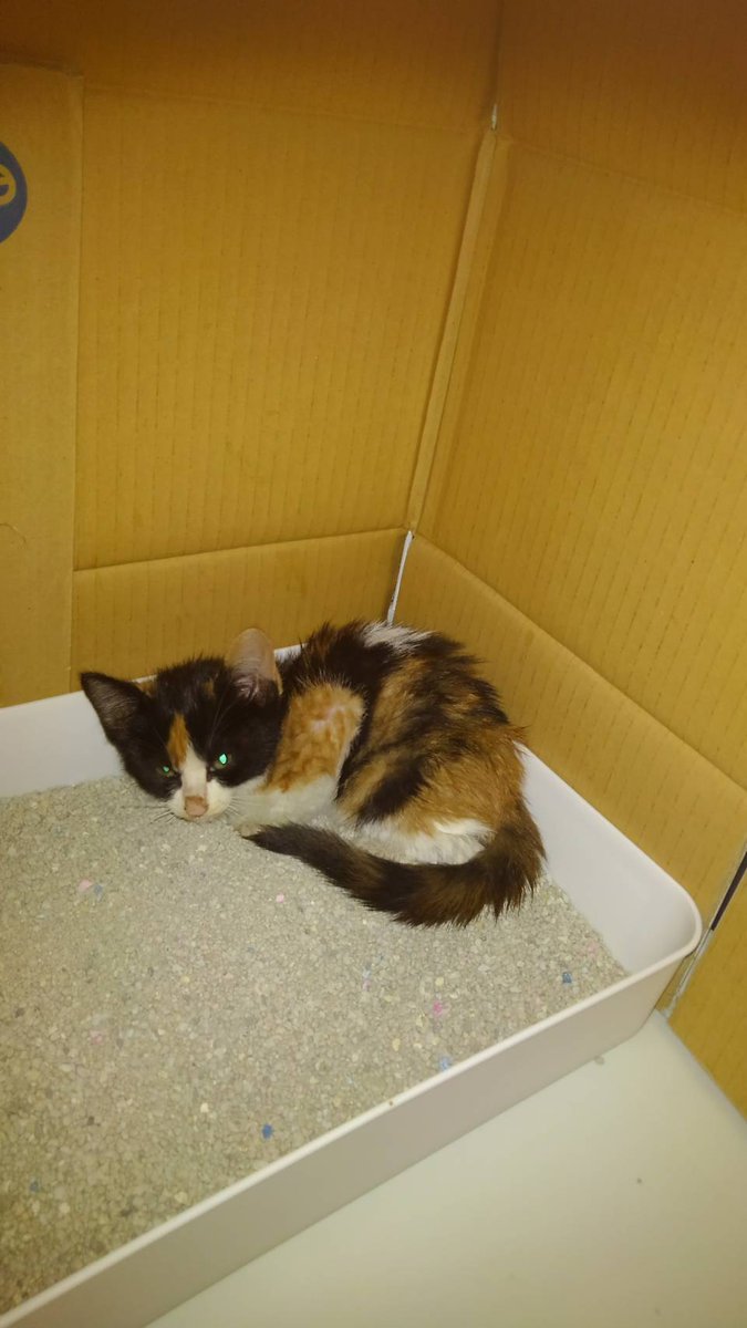 nekosui_lv99's tweet photo. 私の実家では飼い猫がいない期間がほぼない。その殆どは保護した子達だったが、去年の秋にもまた、ボンネットより保護された子猫が加わった。産まれてひと月程の子猫だった…が、歴代一の暴れん坊！しかし両親二人きりの生活に笑顔が絶えないのもまた事実。こんなに小さいのに彼等は凄い。#ねこ https://t.co/1nK8ZLQGbK