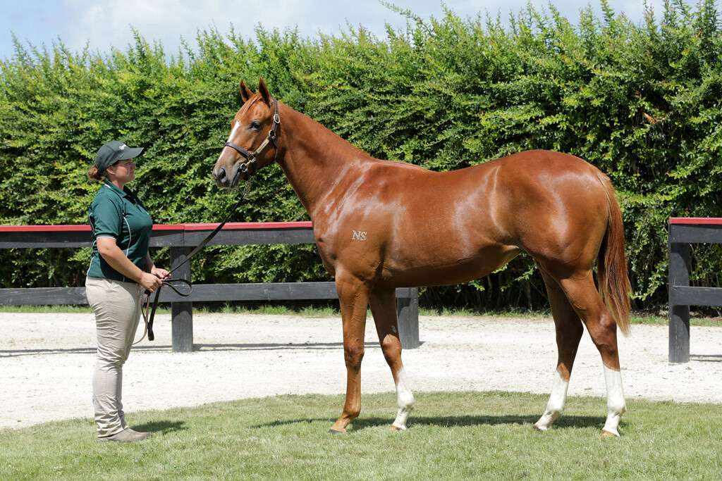 NZTM_TWEET's tweet photo. In Singapore the New Zealand bred #SuperGenerous (5m Showcasing-Musigny) has won tonight. She was sold by @CurraghmoreNZ at the 2019 @KarakaChat Book 2 Sale for $35,000 to Isdale Racing. #VisitInvestWin https://t.co/zrUqzh3p2s