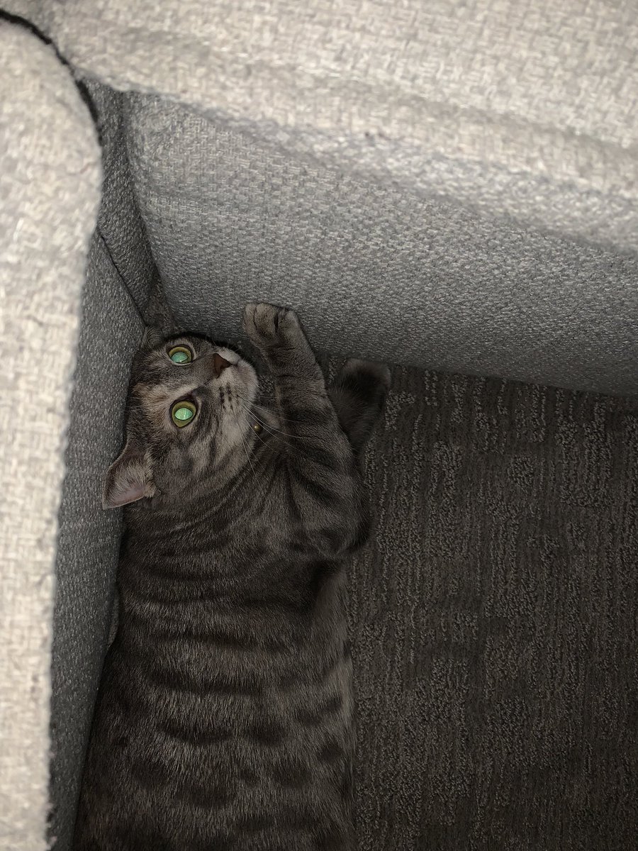 wWh000's tweet photo. @TFT too suspicious 🥸 https://t.co/L10DUR4kmI