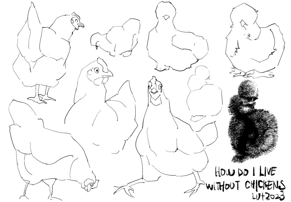 How do I live without chickens?

#chickens #silkiechickens #birds #fluffy #animals #doodle #sketch
