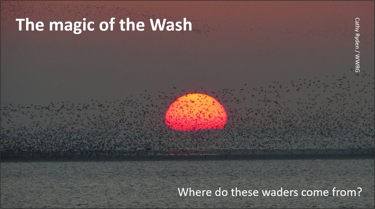 GrahamFAppleton's tweet image. The proposal for a tidal barrage across the Wash is back again! 
Conservation organisations are going to spend time fighting this daft idea - time/money which would be much better spent on projects that improve life for birds.
Why this matters: 
wadertales.wordpress.com/2019/08/15/six… #waders