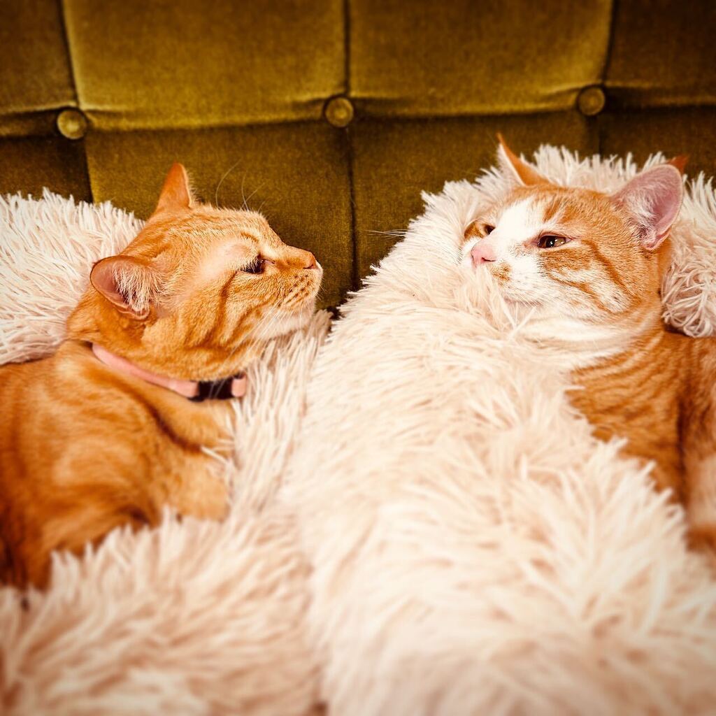 necotoart's tweet photo. #necotoart #cat #cats #catsofinstagram #tabby #lovecats #catlover #cutecat #meaw #mugi #kumo #katrudon #猫 #ねこ #にゃんこ #茶トラ #キジトラ #猫のいる暮らし #かわいい #ねこ部 #ねこのいる生活  #保護猫 #かつどん https://t.co/GbWqHLBUQ9