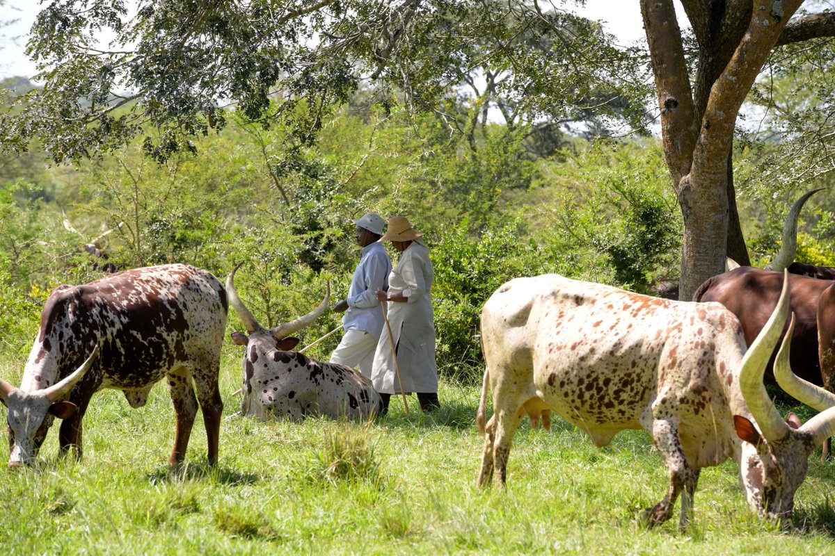 Yoweri K Museveni tweet media