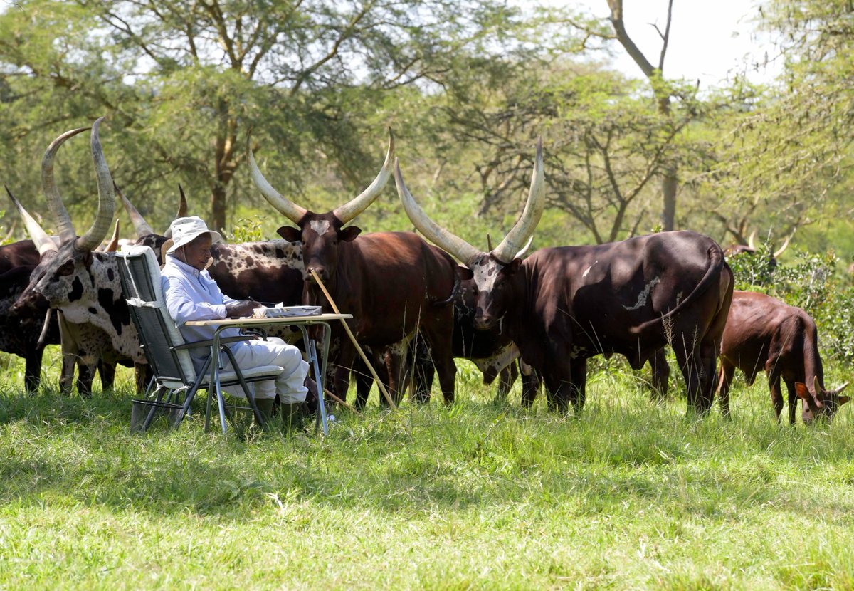 Yoweri K Museveni (@kagutamuseveni) on Twitter photo Together with Maama <a href="/JanetMuseveni/">Janet K Museveni</a>, we spent the day stock-taking at the farm in Kisozi, visiting the different herds and engaging with staff. Together with Maama <a href="/JanetMuseveni/">Janet K Museveni</a>, we spent the day stock-taking at the farm in Kisozi, visiting the different herds and engaging with staff.