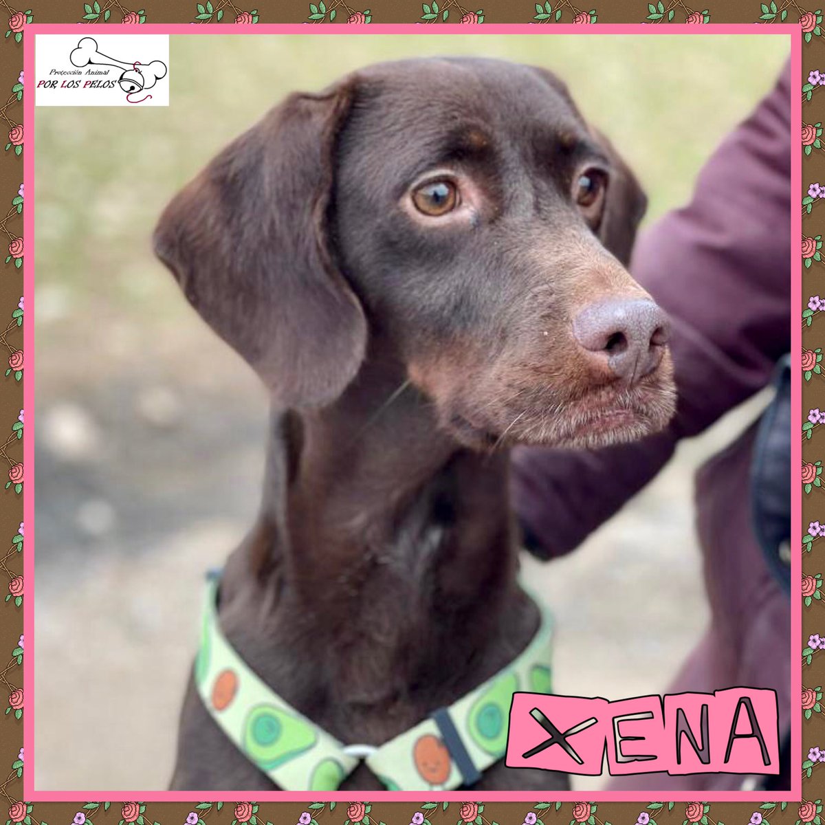 PerreraToledo's tweet photo. 🐶XENA🐶 la peque ha sido abandonada en la perrera por su propia “familia” a los siete años. No entendemos casos como este. Lo está pasando francamente mal en el encierro, URGE #acogida #adopcion. Mestiza, tamaño mediano y muy cariñosa. 👉https://t.co/KoxCzT5SQg https://t.co/oZRSJ5Uozi