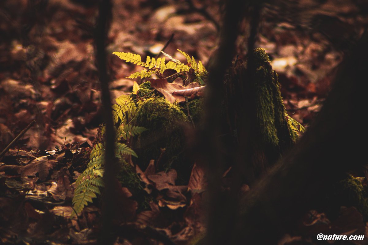 🌿🌲🍁📸 

#nature #naturphotography #purenature #photographer #photography #forest