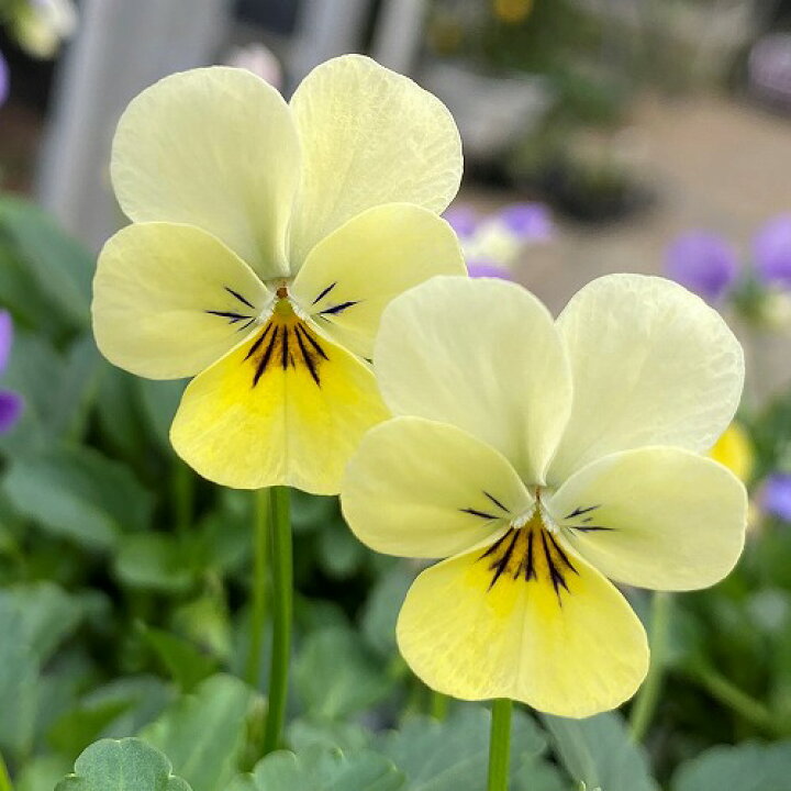 `
🌼 なかよしさん 🌼

 #優しい繋がりに感謝
 #ビオラ