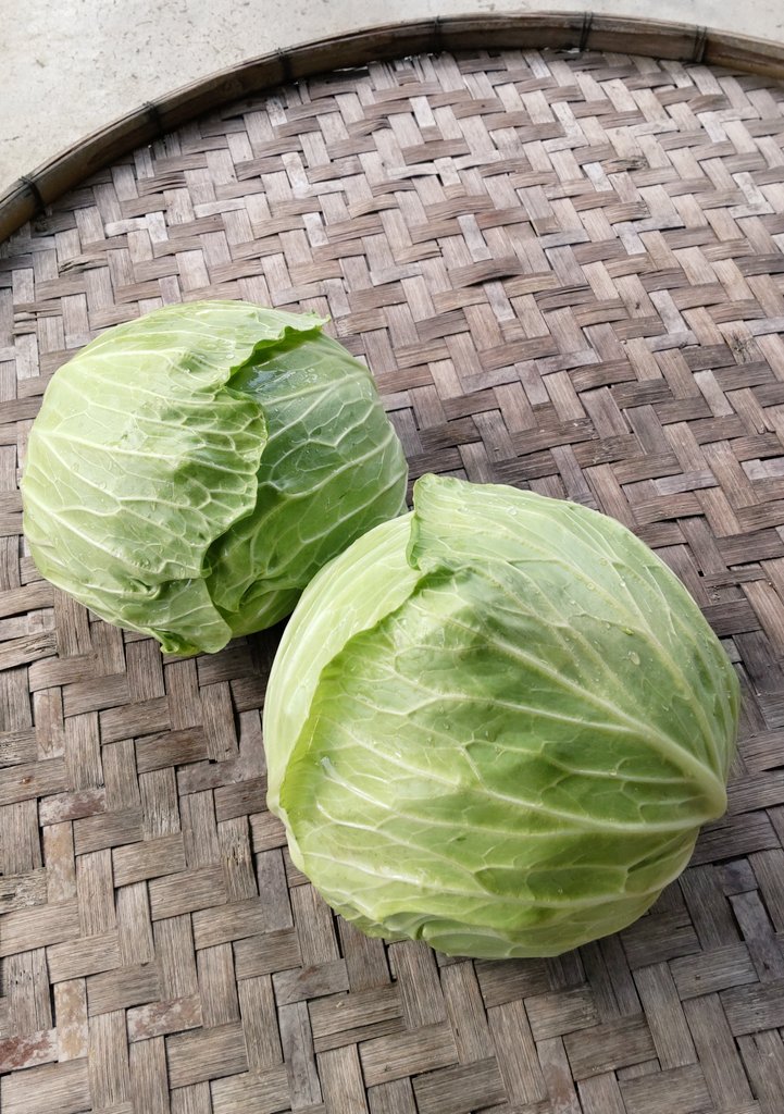 キャベツ様専用です。 karatebih.ba