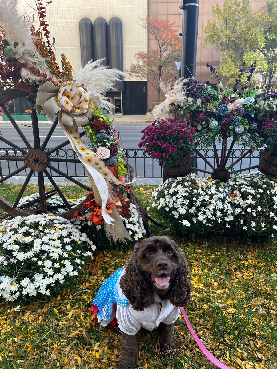 cclay1115's tweet photo. @CrumblCookies 4 paws up for 4-packs. Pick us please ❤️ https://t.co/Zcdqygdgcb