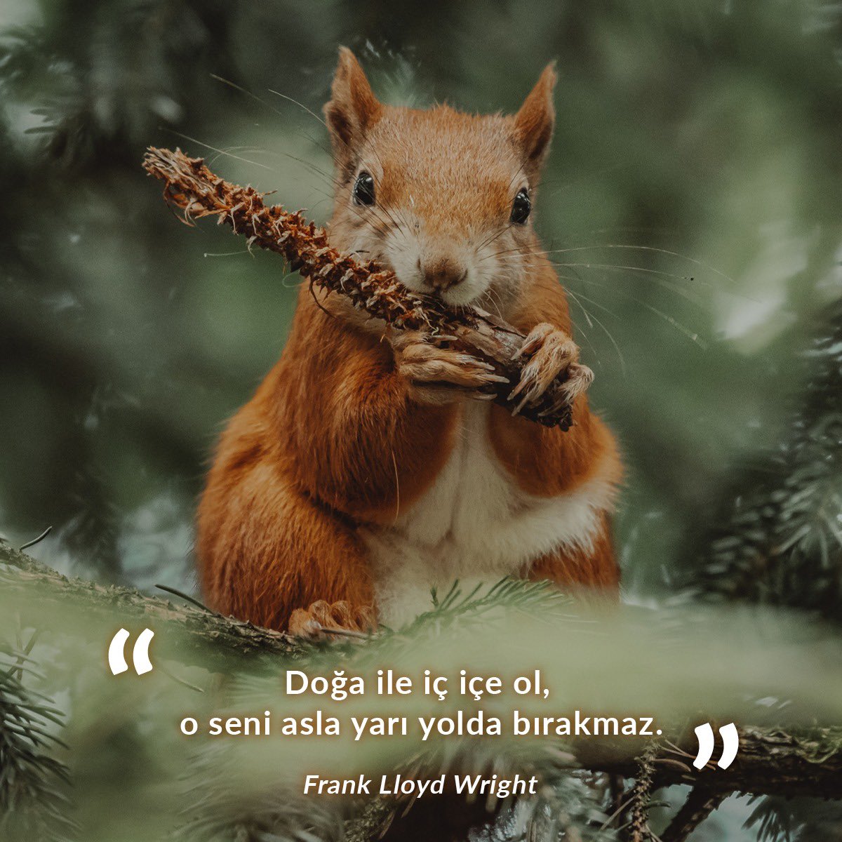 temavakfi's tweet photo. “Doğa ile iç içe ol, o seni asla yarı yolda bırakmaz.” Frank Lloyd Wright 🐿️ 
-
#YeşilSözler https://t.co/JM1aSdnZmR
